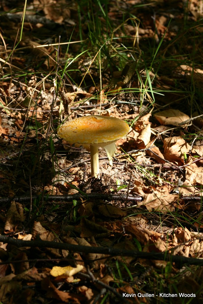 Mushrooms - #2
